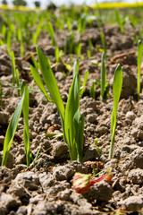 junge Weizenpflanzen im Frühling