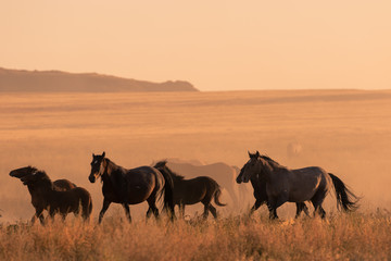 Wild horses at Sunset in the Desert