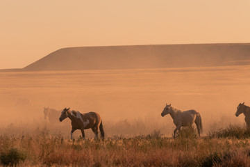 Wild horses at Sunset in the Desert