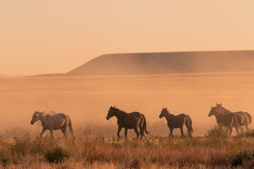 Fototapeta na wymiar Wild horses at Sunset in the Desert