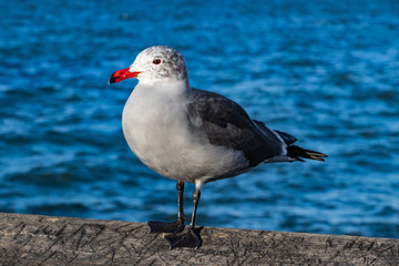 Seagull