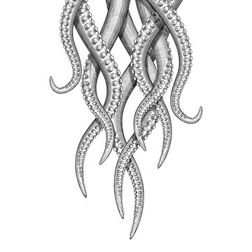 Illustration of hanging tentacles