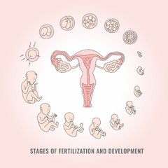 Infographic of pregnancy stages with process of fertilization and development of embryo in line hand drawn style - isolated vector illustration of mitosis and fetal growth cycle.