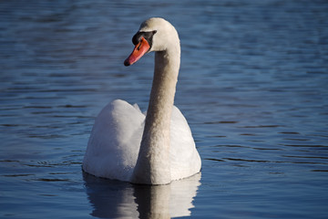 Fototapeta premium Mute Swan Cygnus Olor