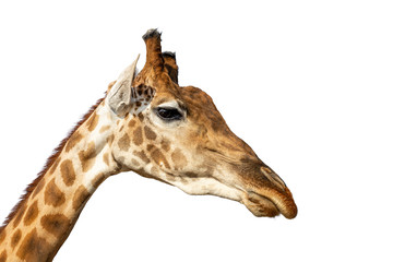 Fototapeta na wymiar Close-up african wild giraffe head isolated on white