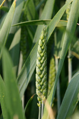 Weizenähren vor der Abreife