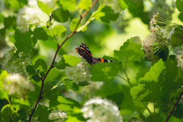 red admiral butterfly on white flowers of a ninebark bush