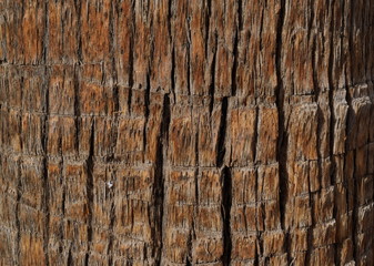 Close-up view of the palm trunk textured background.