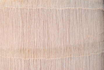 Close-up view of the palm trunk textured background.