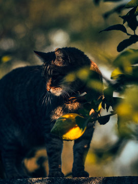 Cat hiding