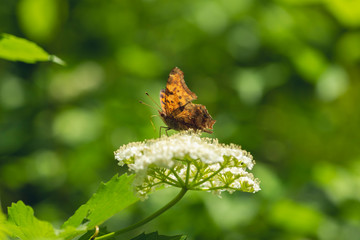 red admiral butterfly on white flowers of a blackhaw bush