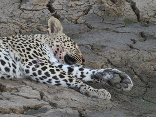 Close-up of paw of resting leopard.  Other leg shows an injury and blood on jaw shows it has been feeding.