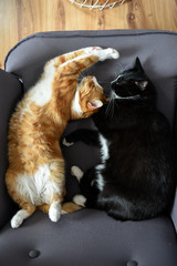 Two cats cuddling together on a chair at home.