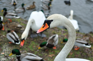 Wśród ptaków © Grzegorz Polak