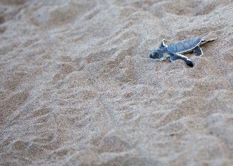 Baby Green Sea Turtle (Chelonia mydas)