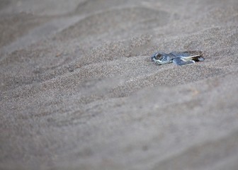 Baby Green Sea Turtle (Chelonia mydas)