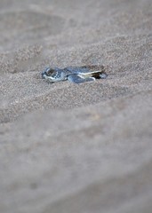 Baby Green Sea Turtle (Chelonia mydas)