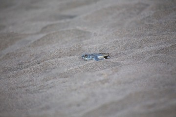 Baby Green Sea Turtle (Chelonia mydas)