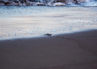 Fototapeta na wymiar Baby Green Sea Turtle (Chelonia mydas)