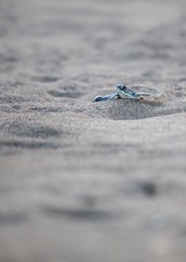 Baby Green Sea Turtle (Chelonia mydas)