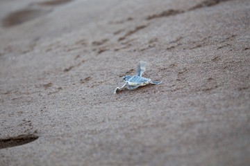 Baby Green Sea Turtle (Chelonia mydas)