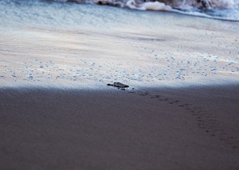 Baby Green Sea Turtle (Chelonia mydas)