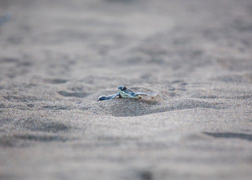 Baby Green Sea Turtle (Chelonia mydas)