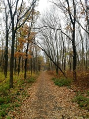 Obraz premium Autumn forest