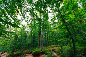 tall trees covered with green leaves are located on a hill. wond