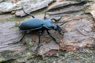 violet ground beetle- Carabus violaceus