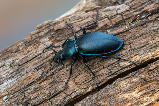 violet ground beetle - Carabus violaceus
