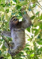 Brown-Throated Sloth (Bradypus variegatus)