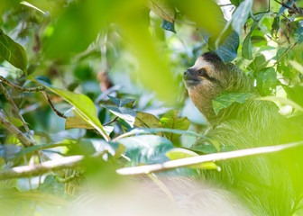 Brown-Throated Sloth (Bradypus variegatus) © fluffandshutter