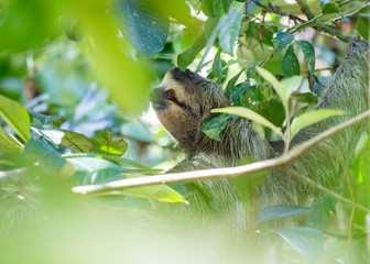 Brown-Throated Sloth (Bradypus variegatus)