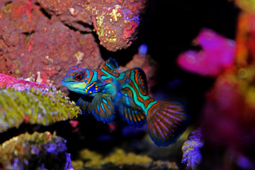 Mandarin fish
(Synchiropus splendidus) 