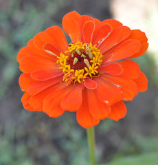 Closeup of an Orange Zinnia in a Backyard Garden
