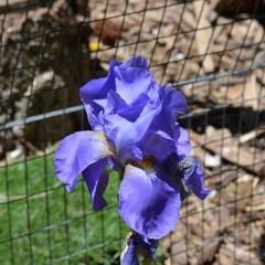 Iris