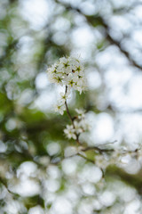 Spring Flowers On Branch Closeup