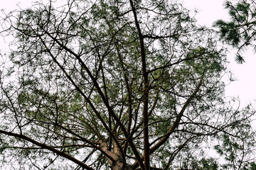 under the branches of a tree with leaves