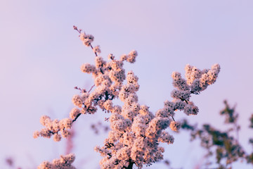 Fluffy Pink Flowers On Bare Tree