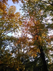 parque árboles de maple