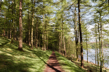 Sunny Trees With Path Leading Through