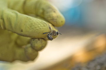 beekeeper selects bee drones for the selection of sperm. Artificial insemination of queen bees. Bee products. Selective focus. Blured.