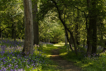 Sunshine Through The Trees In The Bluebell Forest