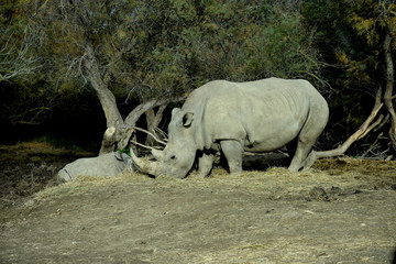 Naklejka premium Nosorożec: matka i dziecko