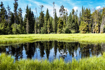 Reflecting Pond with Forest