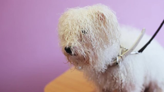 Wet and cute dog Bichon Frize looks into the camera after a shower