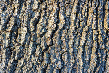 gray barkskin texture