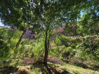 Trees and vegetation along the Bright Angel Trail in Indian Garden Campground in Grand Canyon National Park, Arizona.