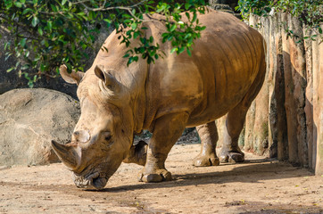 Naklejka premium rhinoceros in zoo